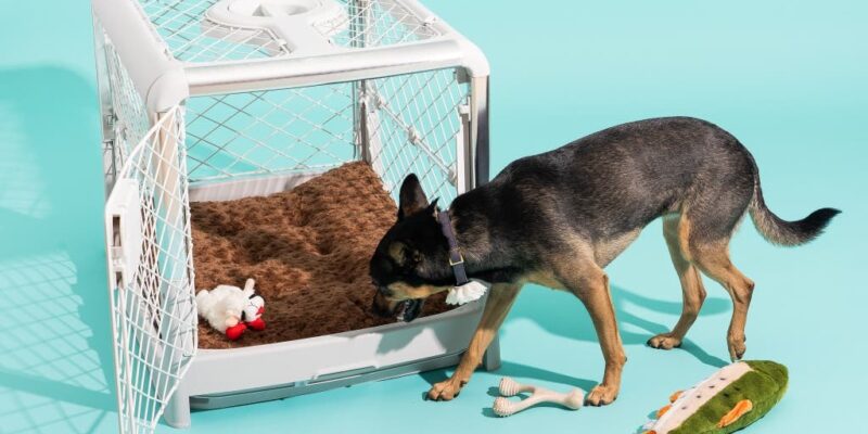 Top 10 Best Dog Kennels 2026