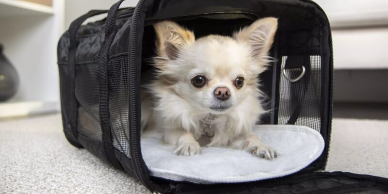 Top 10 Best Pet Carriers 2026