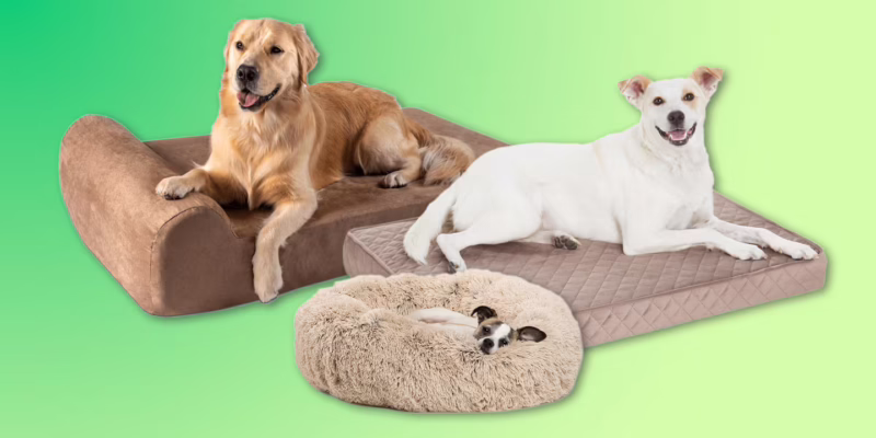 Top 10 Best Dog Beds of 2026